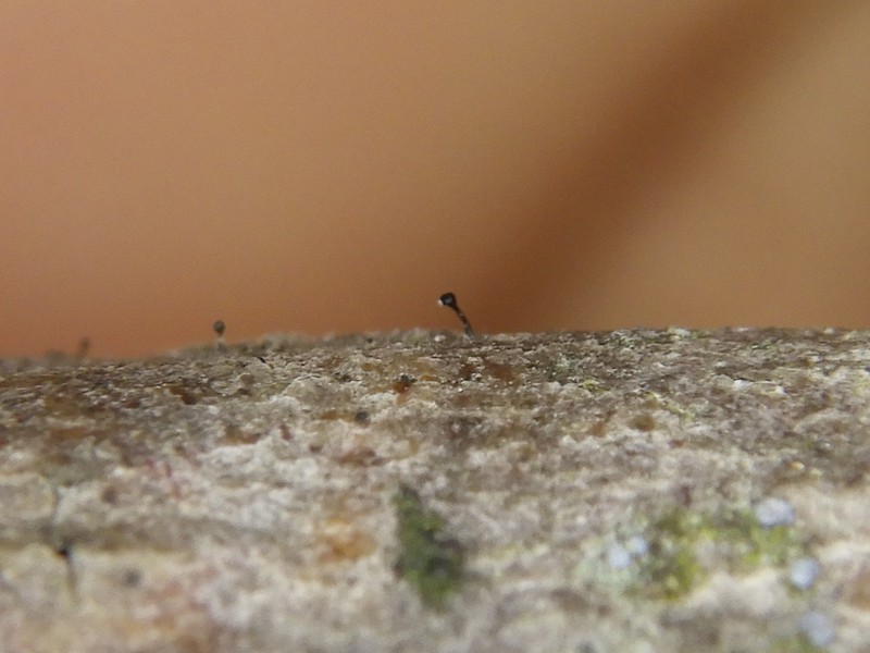 Stenocybe Lichen photo 3