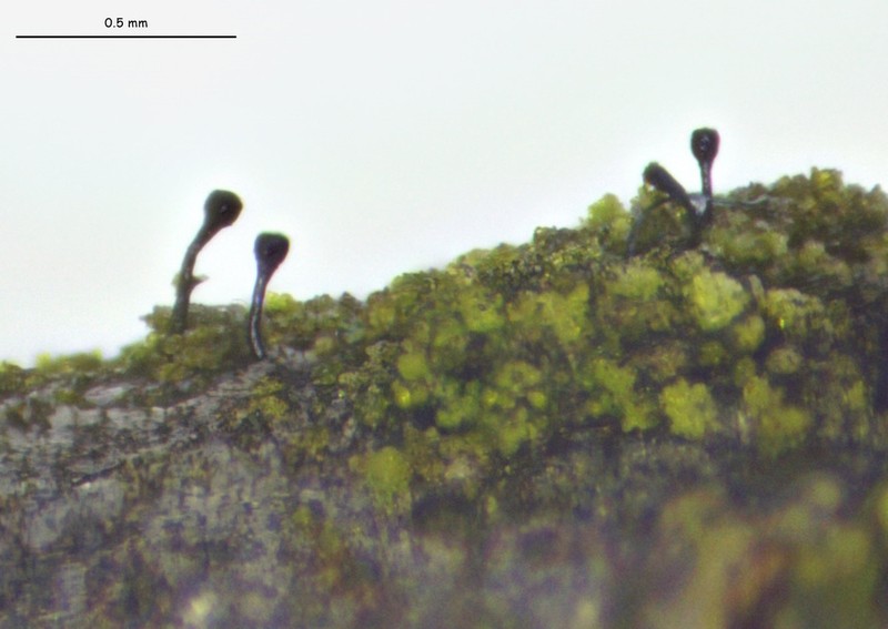 Stenocybe Lichen photo 4
