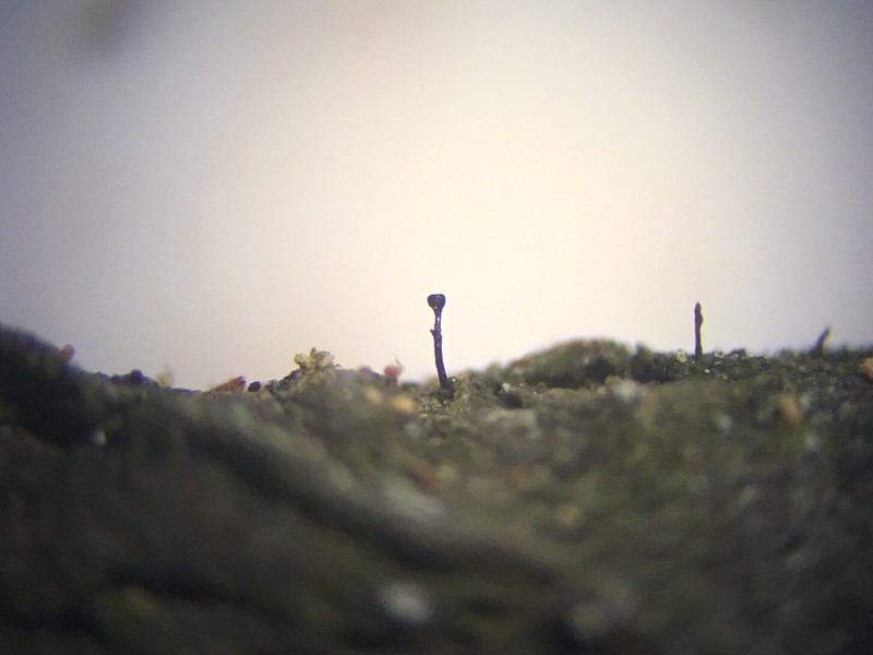 Stenocybe Lichen photo 5