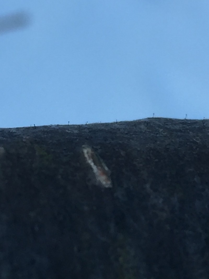 Stenocybe Lichen photo 7