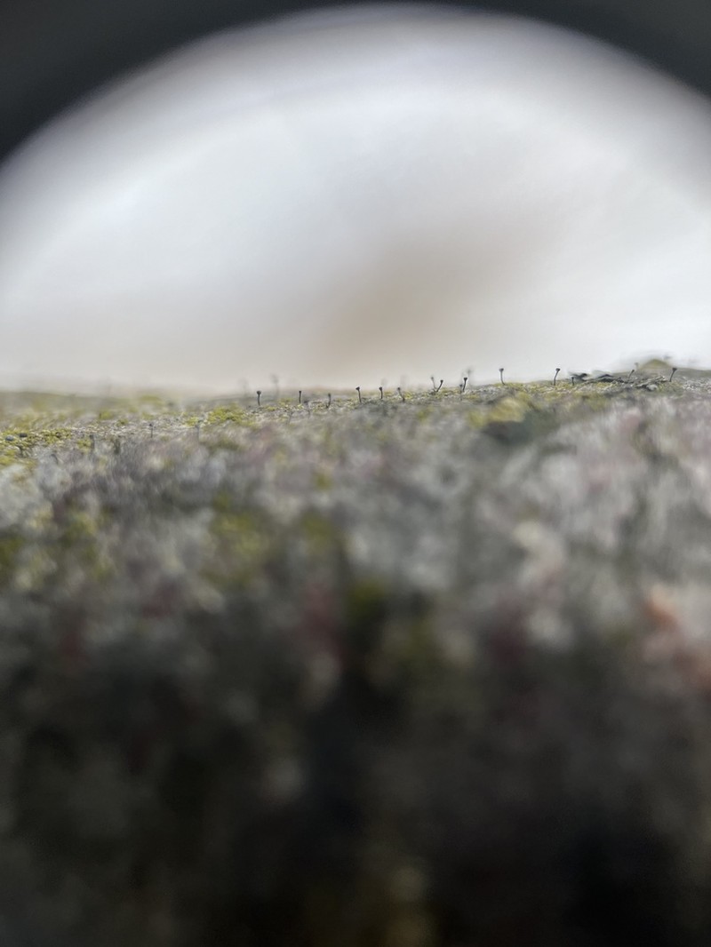 Stenocybe Lichen photo 8