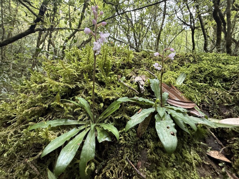 Stenoglottis fimbriata var. fimbriata