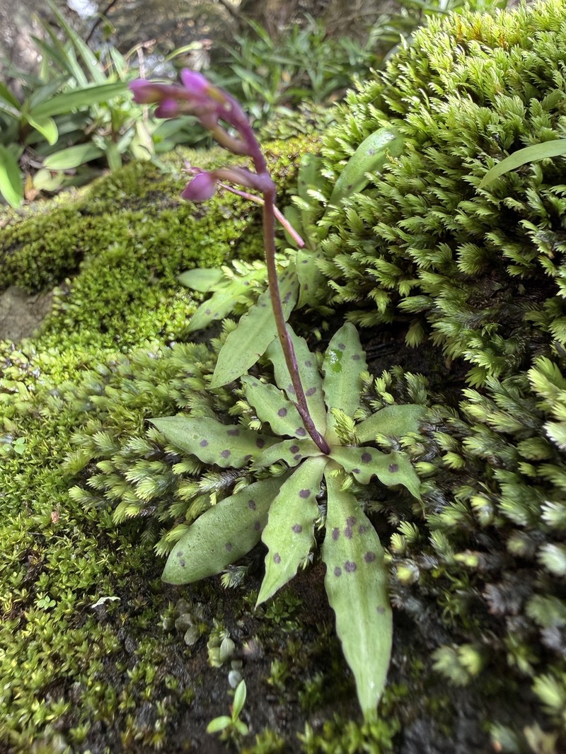 Stenoglottis fimbriata var. fimbriata photo 2