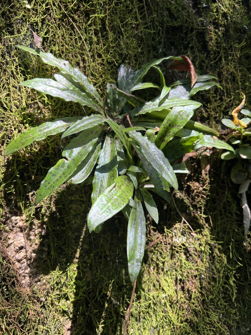 Stenoglottis fimbriata var. fimbriata photo 3