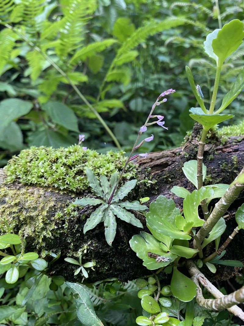 Stenoglottis fimbriata var. fimbriata photo 4