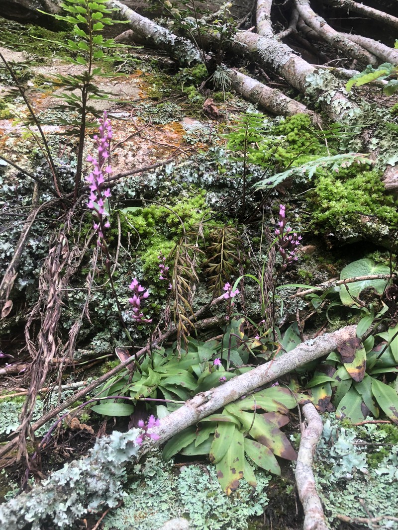 Stenoglottis fimbriata var. modesta
