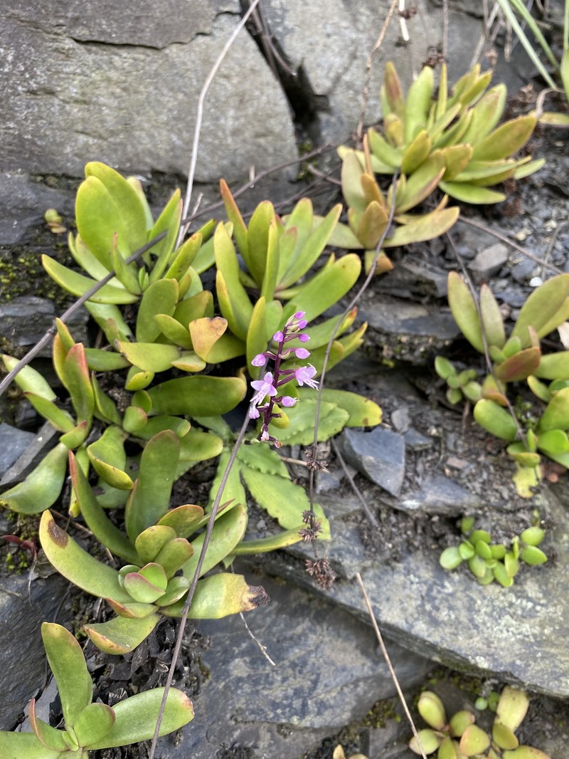 Stenoglottis fimbriata var. modesta photo 2