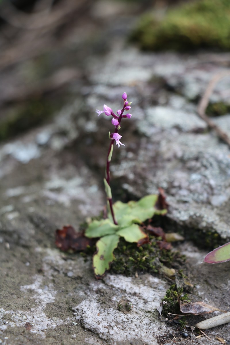 Stenoglottis fimbriata var. modesta photo 3