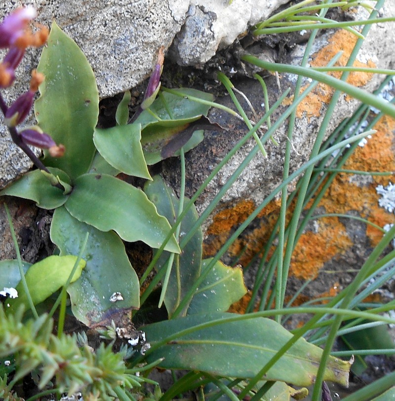 Stenoglottis fimbriata var. modesta photo 4