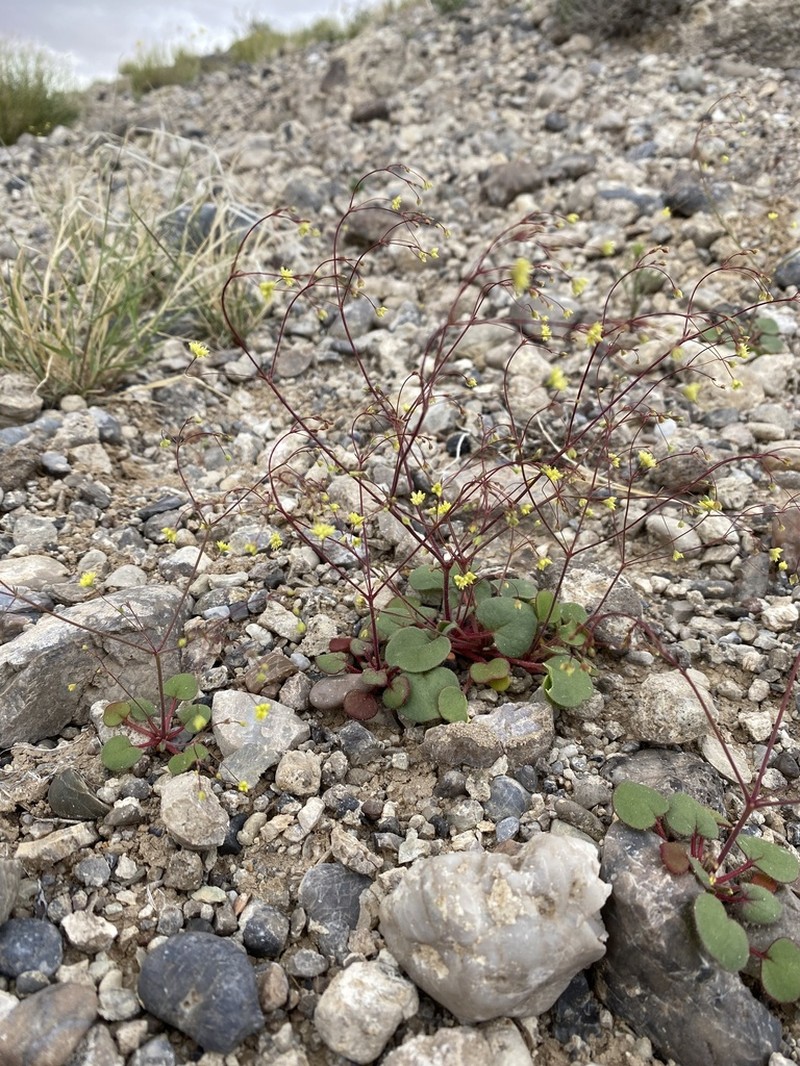 Bent Two-Whorl Buckwheat photo 4