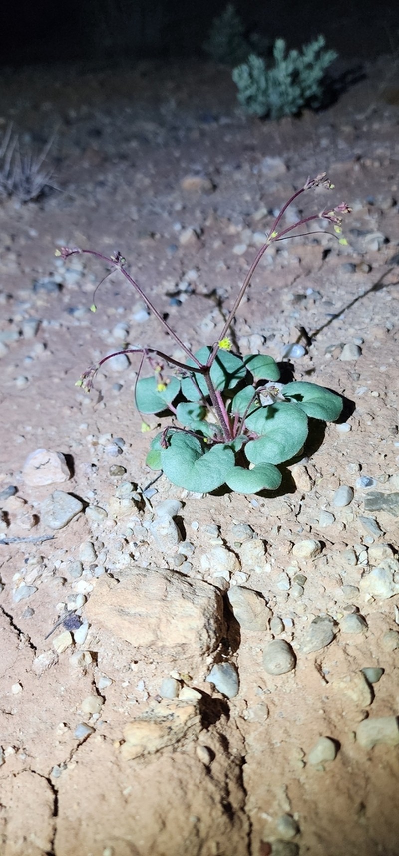 Bent Two-Whorl Buckwheat photo 5
