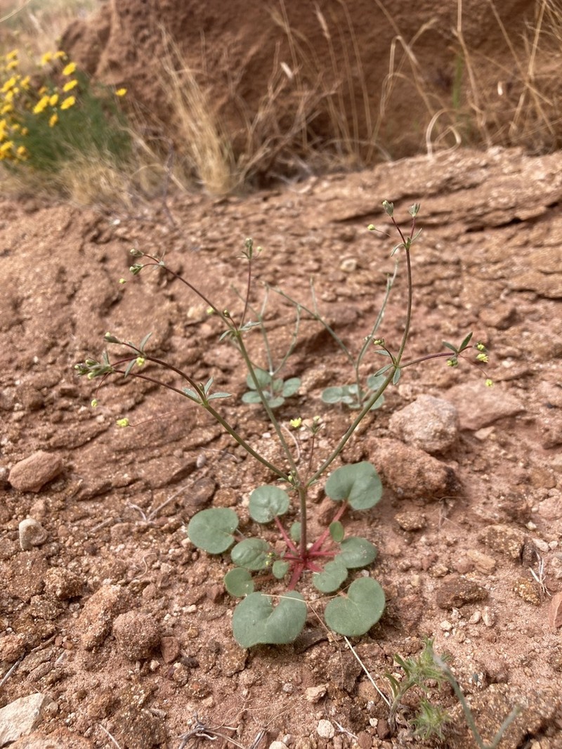 Bent Two-Whorl Buckwheat photo 7