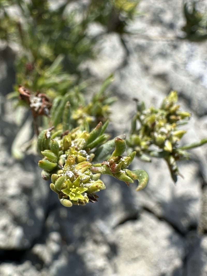 Salty Buckwheat