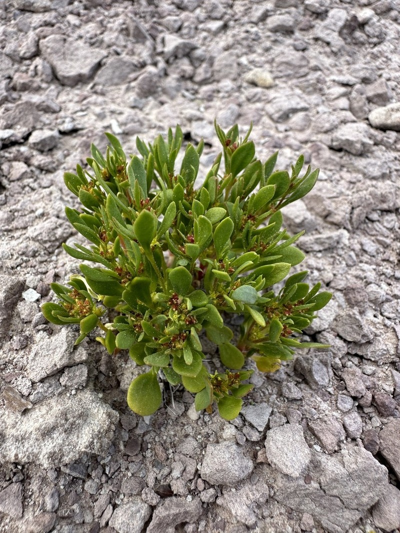 Salty Buckwheat photo 2