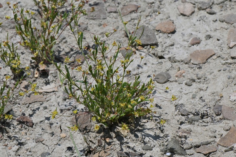 Salty Buckwheat photo 3
