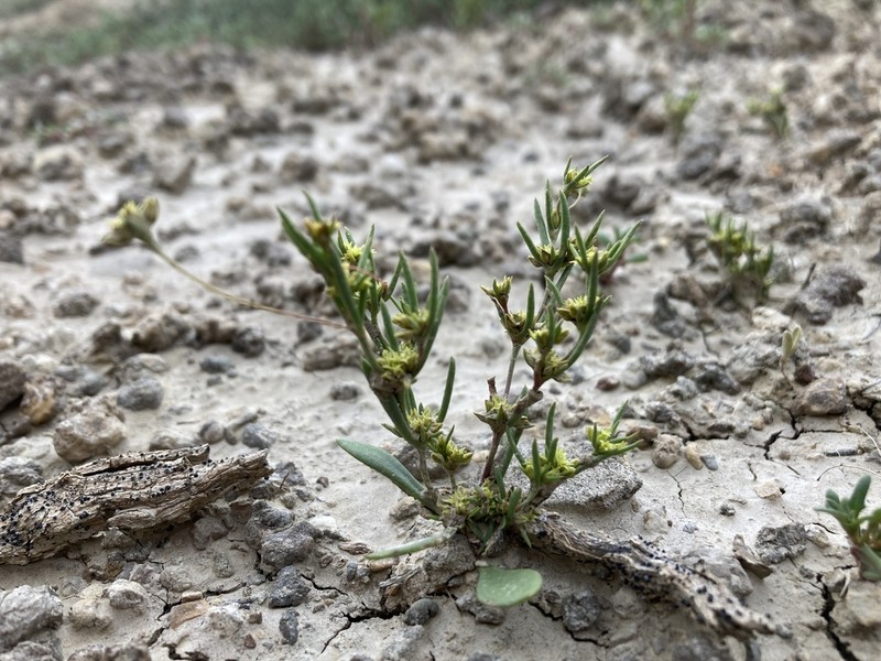 Salty Buckwheat photo 5