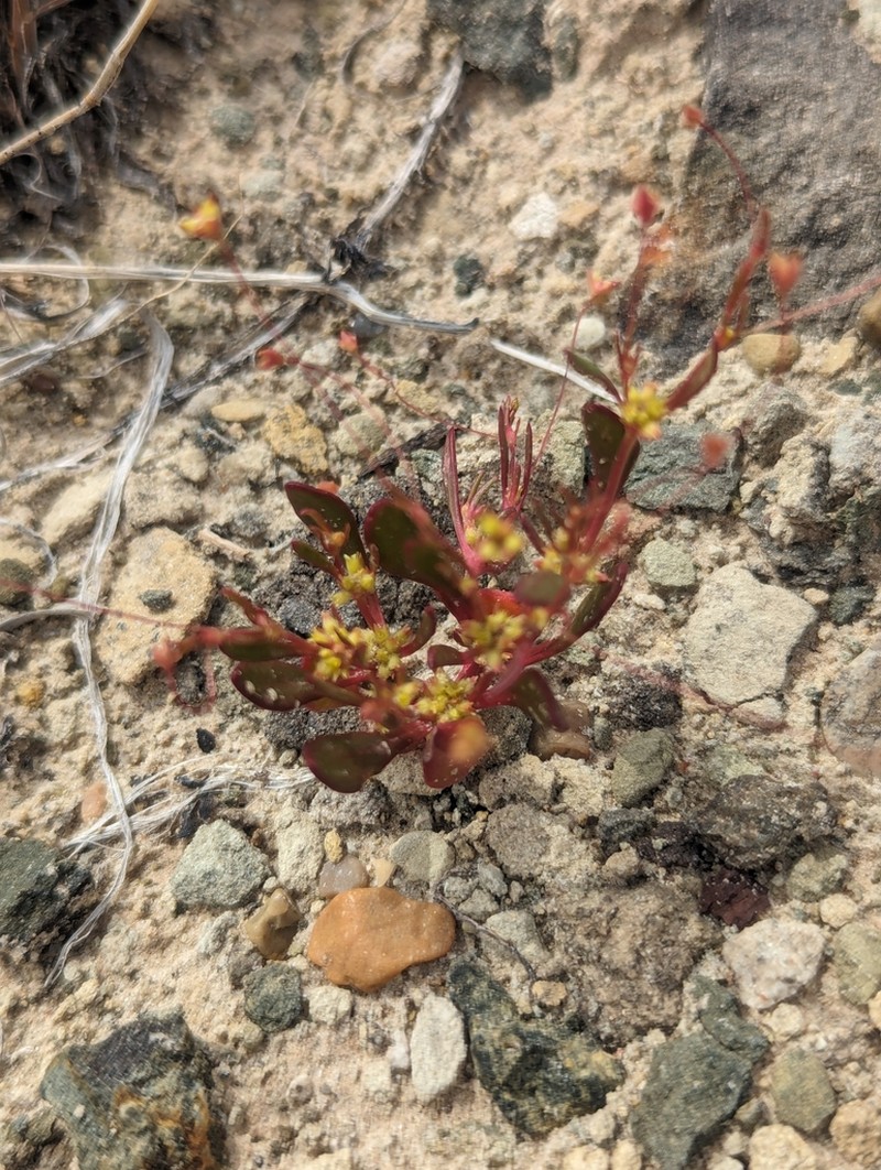 Salty Buckwheat photo 8