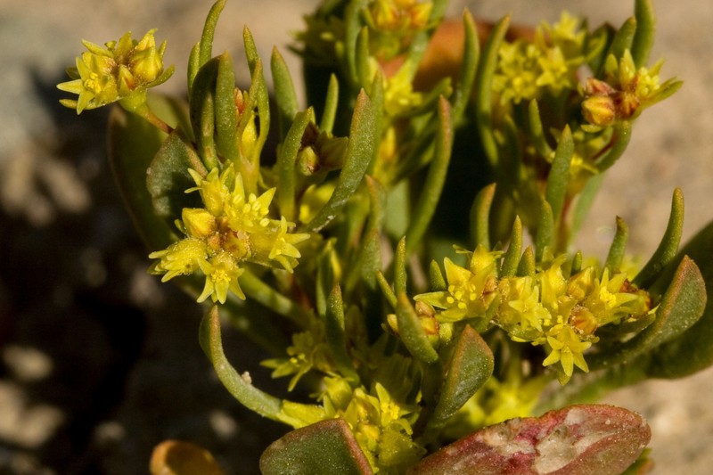 Salty Buckwheat photo 2