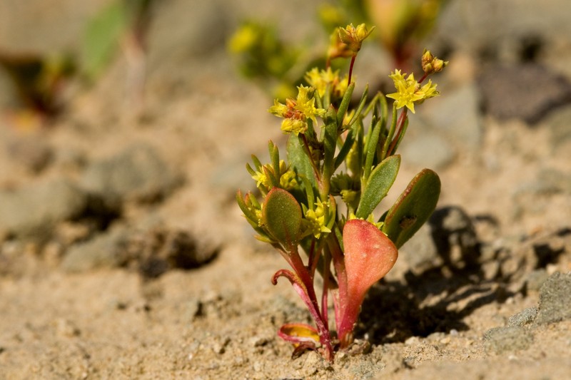 Salty Buckwheat photo 3