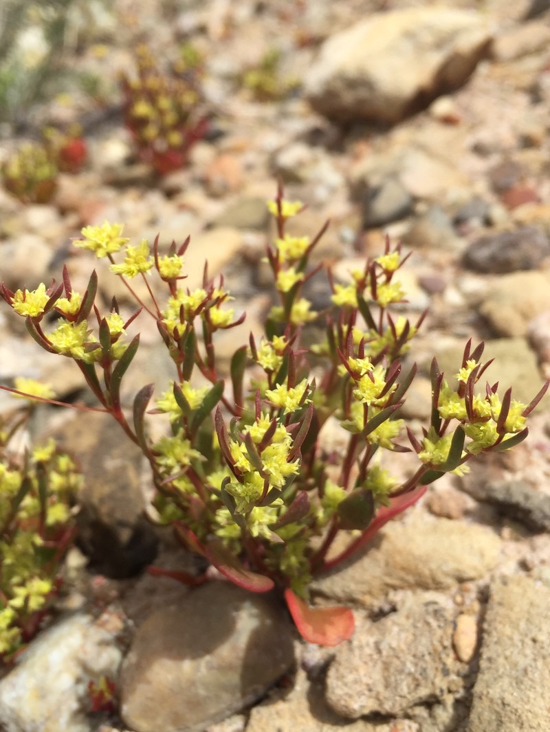Salty Buckwheat photo 4