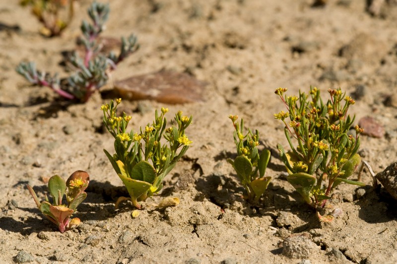 Salty Buckwheat photo 5