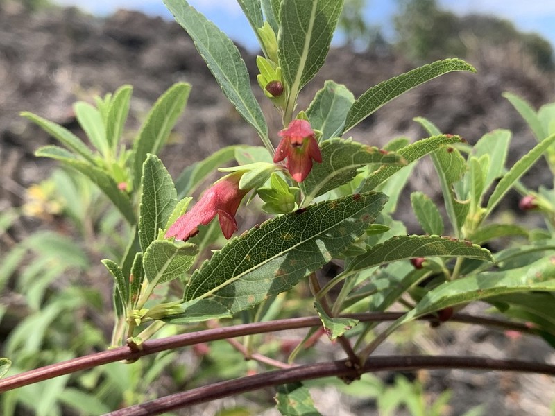 Narrowleaf Stenogyne