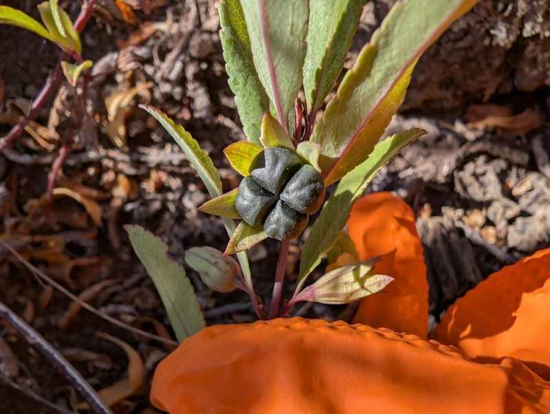 Narrowleaf Stenogyne photo 2