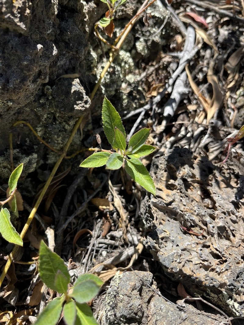 Narrowleaf Stenogyne photo 3