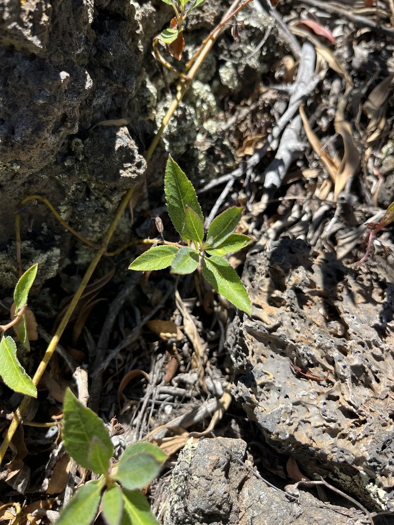 Narrowleaf Stenogyne photo 5