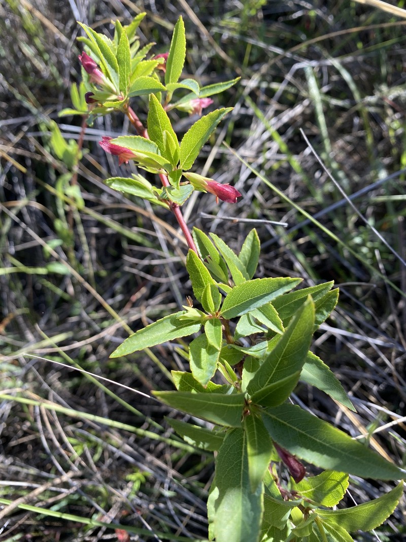 Narrowleaf Stenogyne photo 6