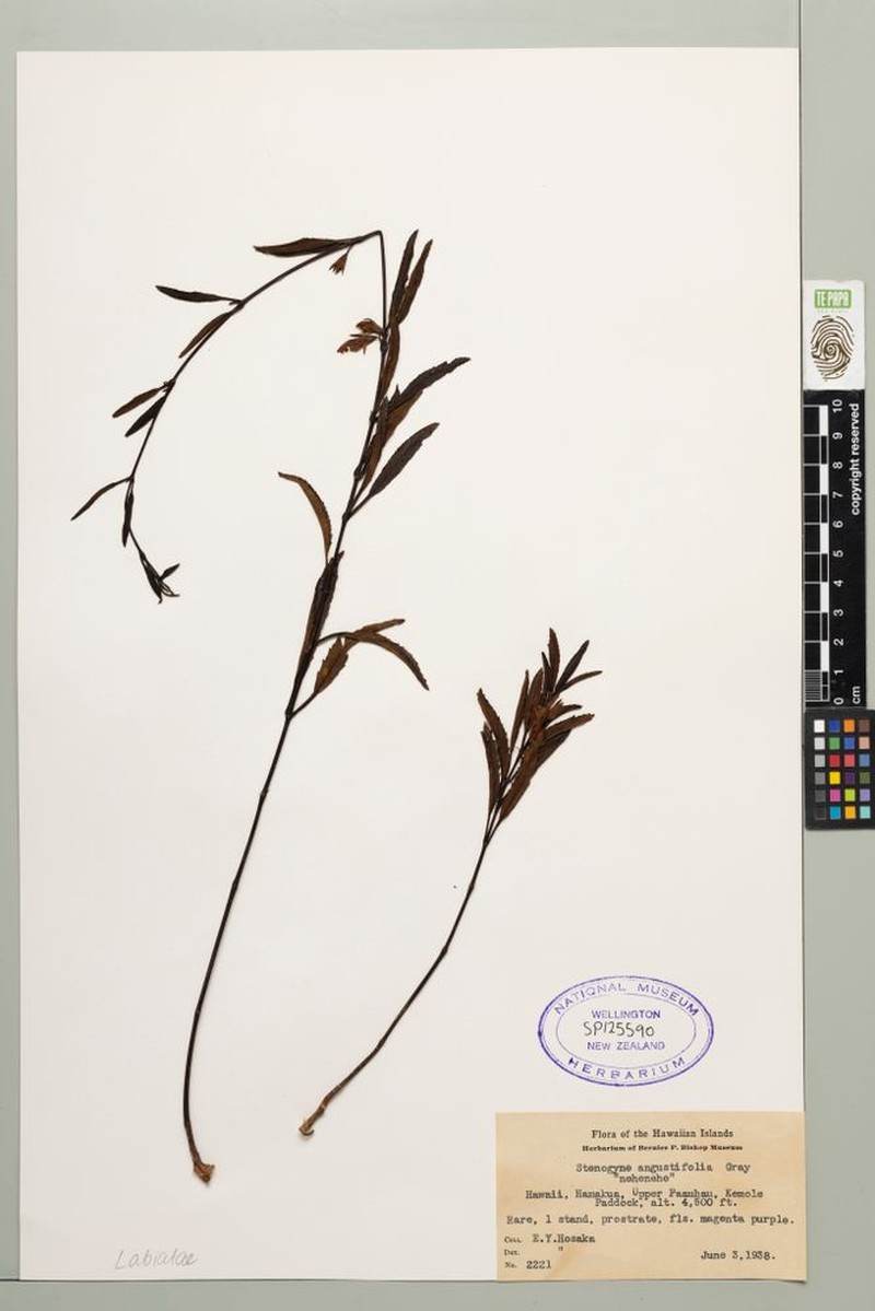 Narrowleaf Stenogyne photo 7