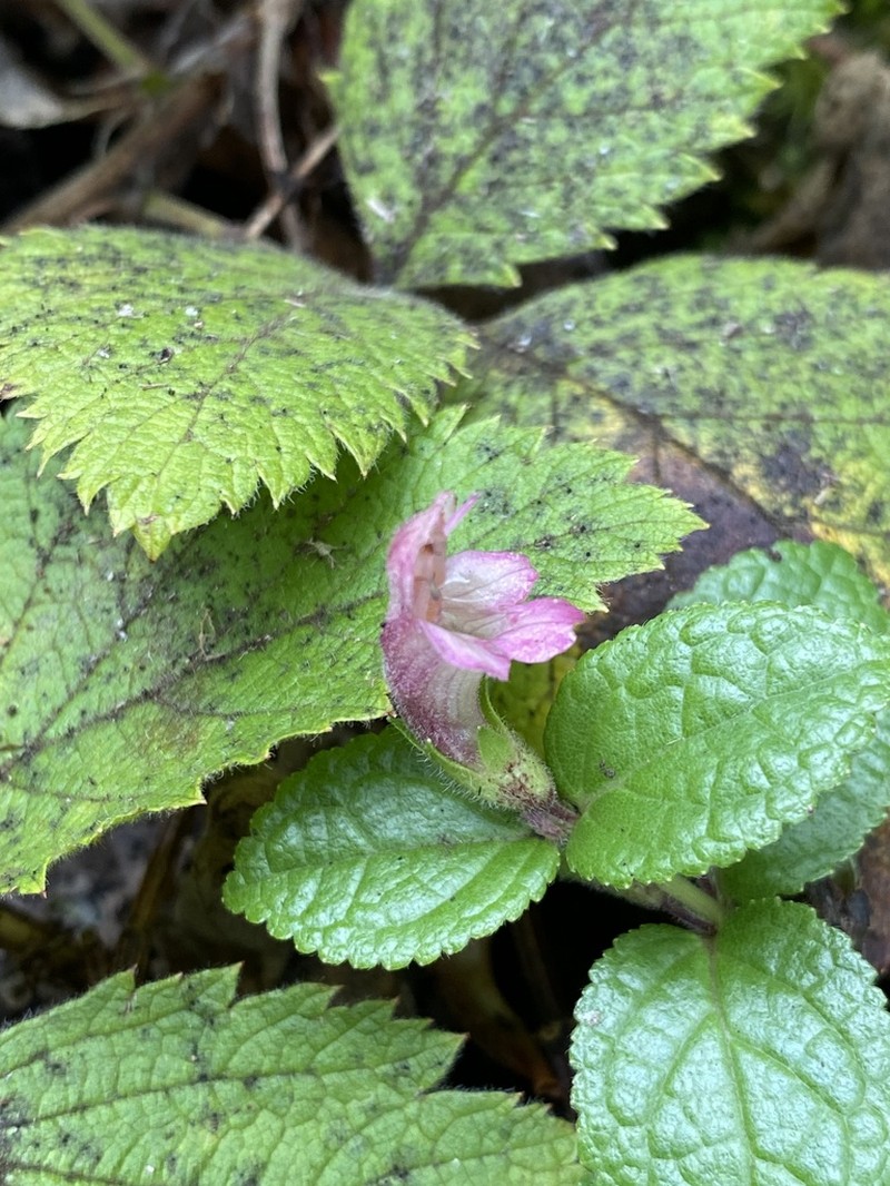 Bog Stenogyne photo 3