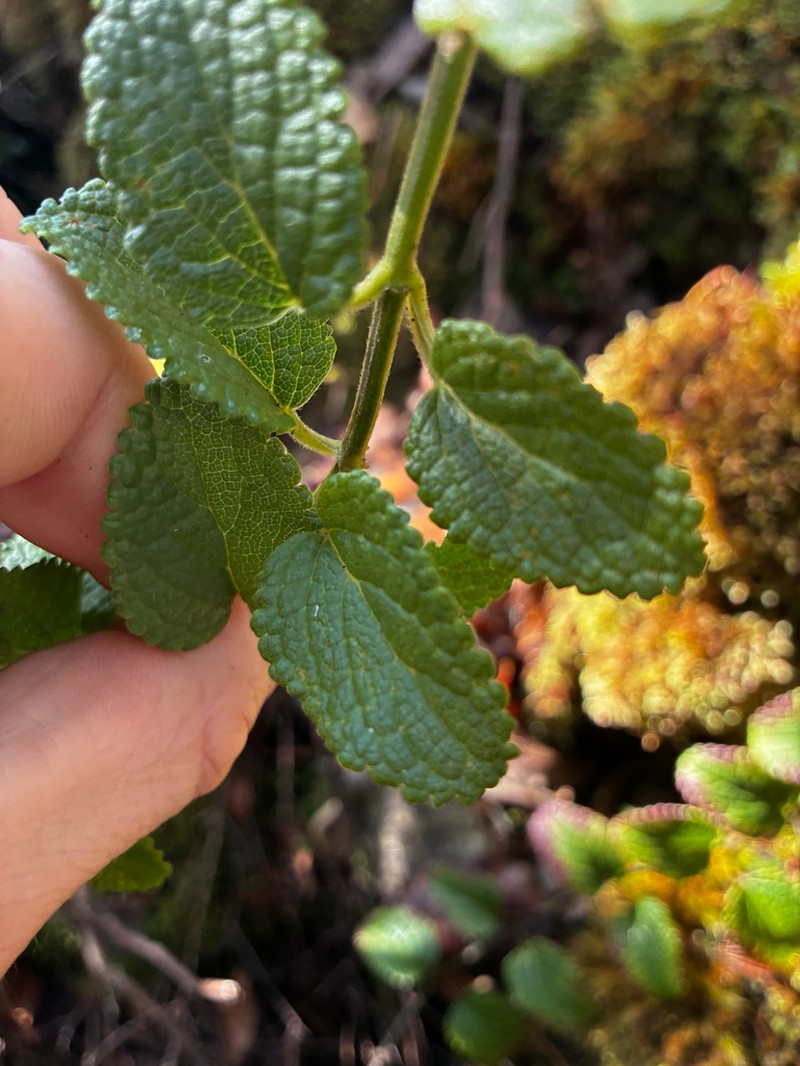 Bog Stenogyne photo 4
