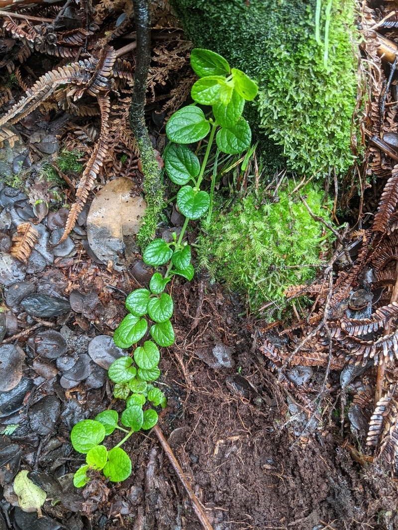 Bog Stenogyne photo 5