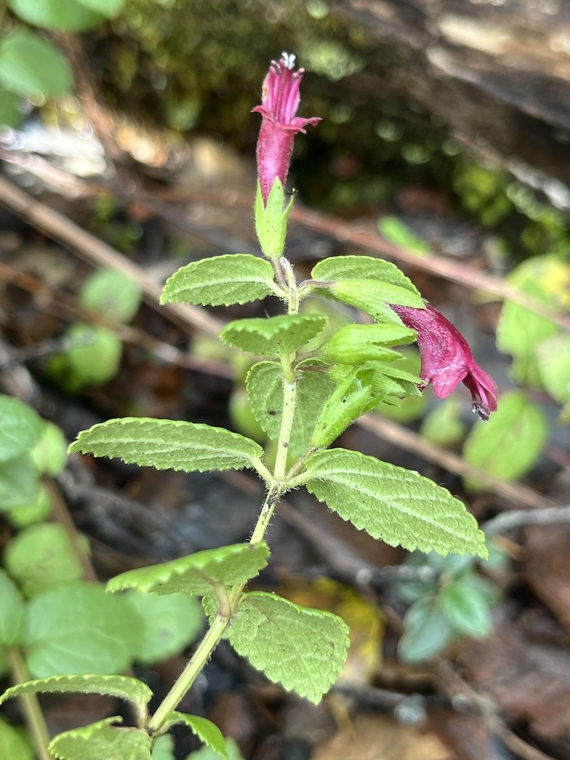 Bog Stenogyne photo 7