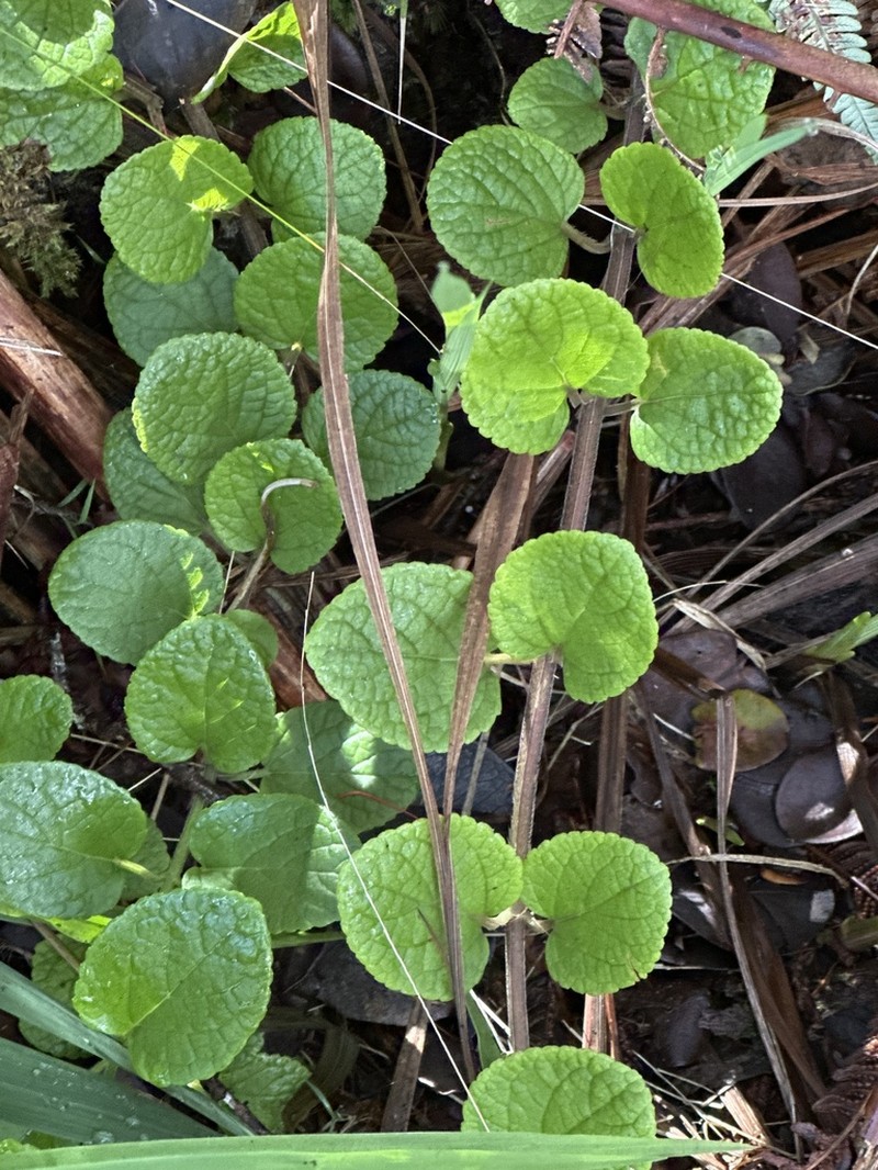 Bog Stenogyne photo 8