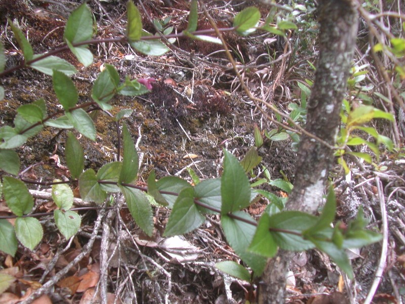 Maui Stenogyne photo 4