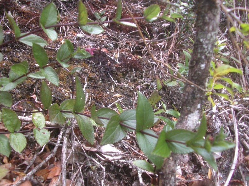 Maui Stenogyne photo 5