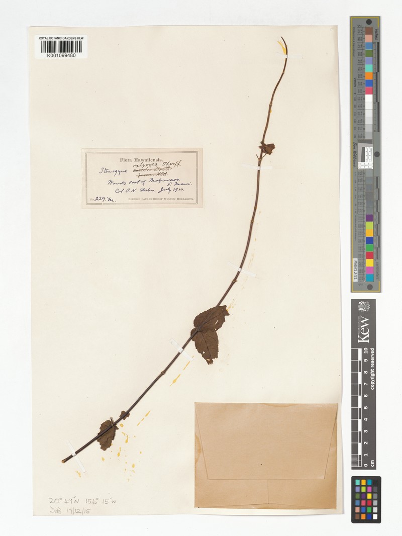 Maui Stenogyne photo 6