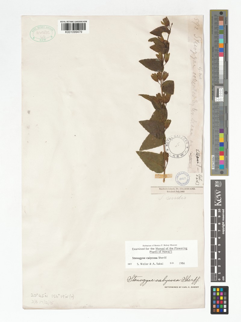 Maui Stenogyne photo 7
