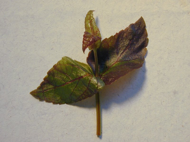 Maui Stenogyne photo 4