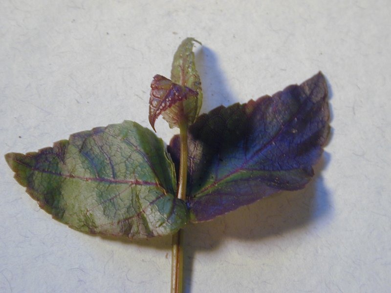 Maui Stenogyne photo 5