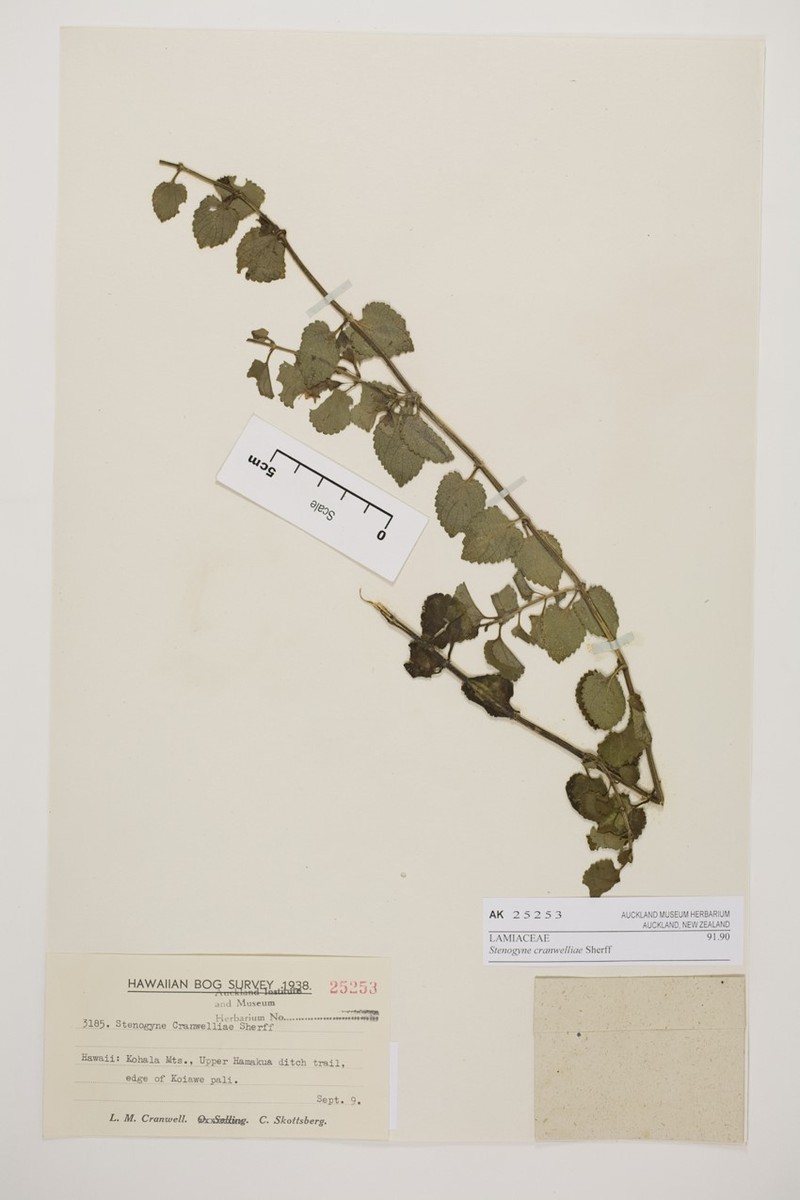 Kohala Mountain Stenogyne