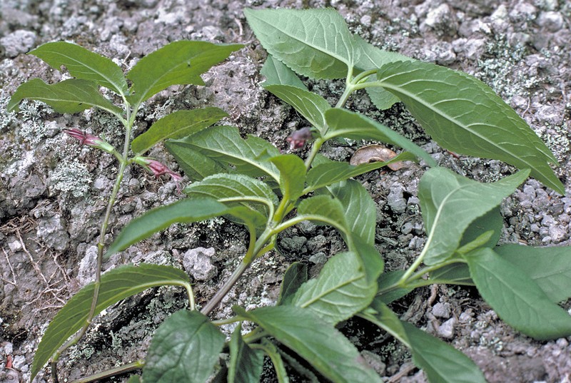 Kaala Stenogyne photo 3