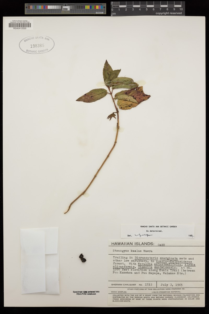 Kaala Stenogyne photo 5