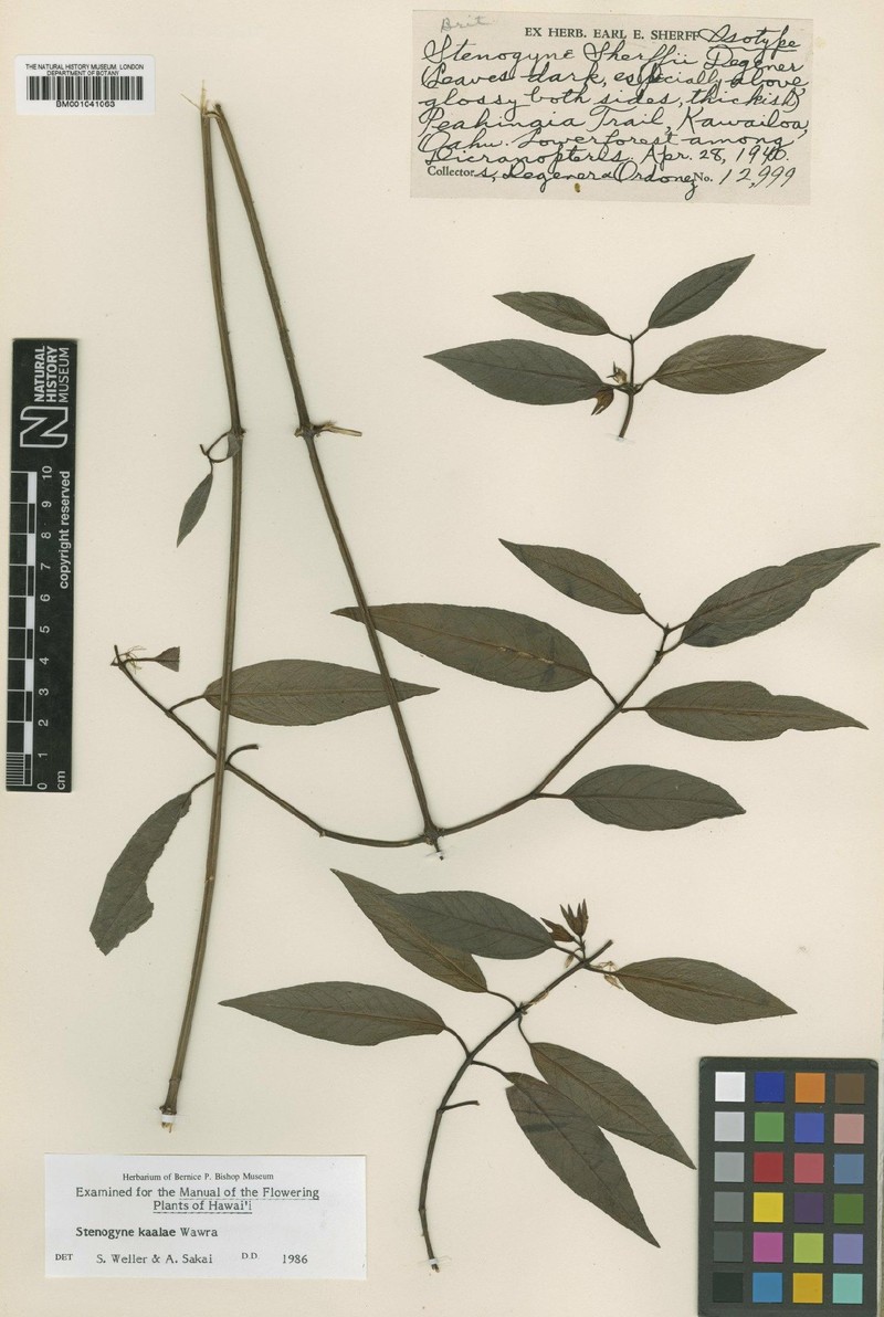 Kaala Stenogyne photo 6