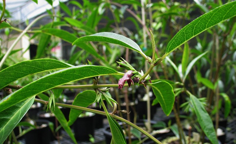 Kaala Stenogyne photo 2