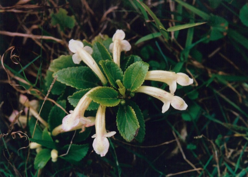 Forest Stenogyne photo 3