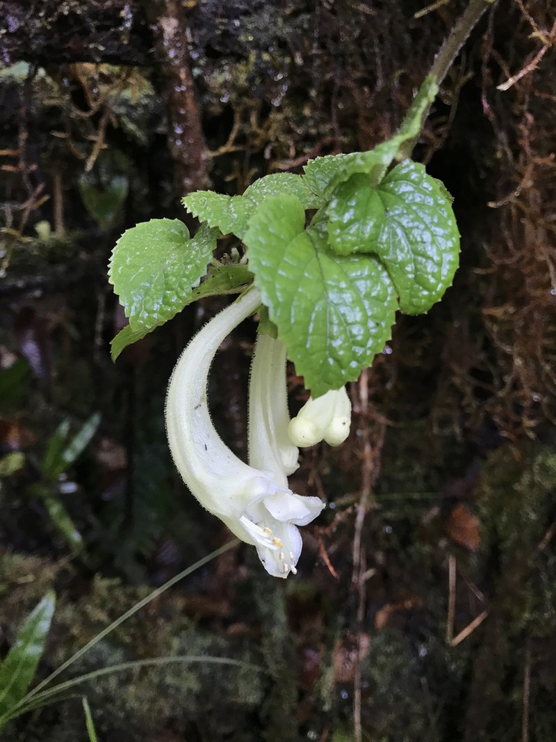 Forest Stenogyne photo 4
