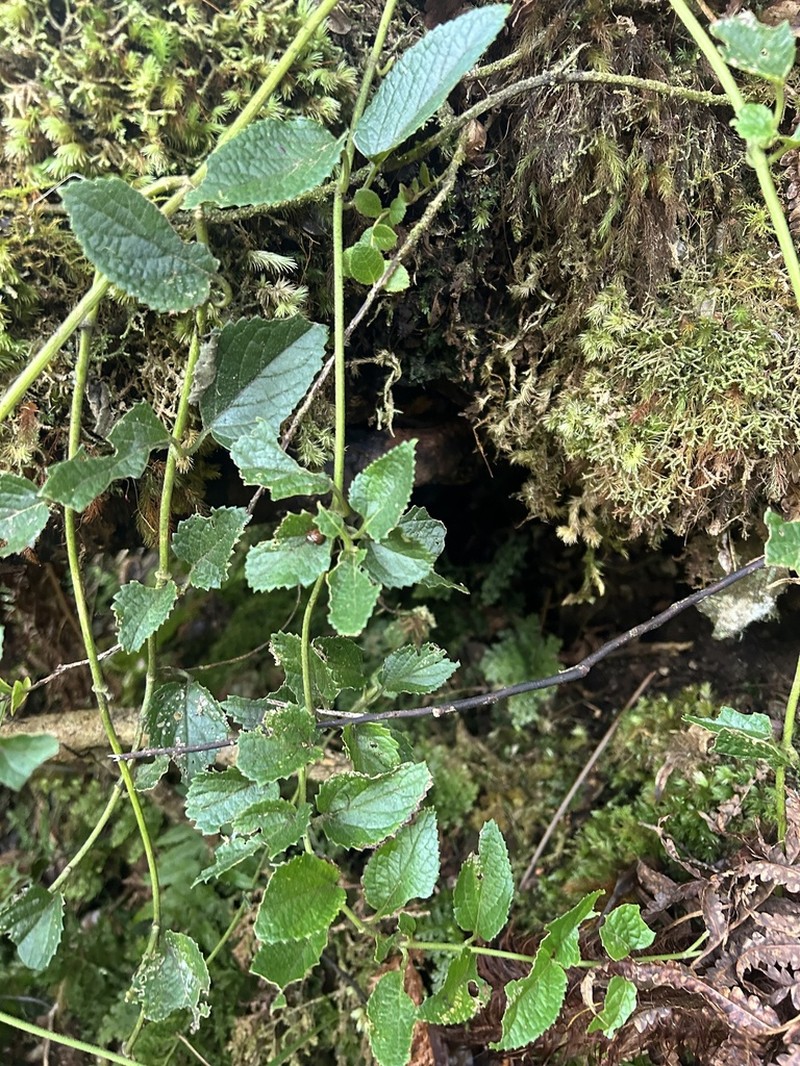 Forest Stenogyne photo 5